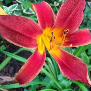 Meet your Posher, Julie